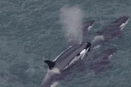 Hoonah Whale Watching and Drone Experience thumbnail 4