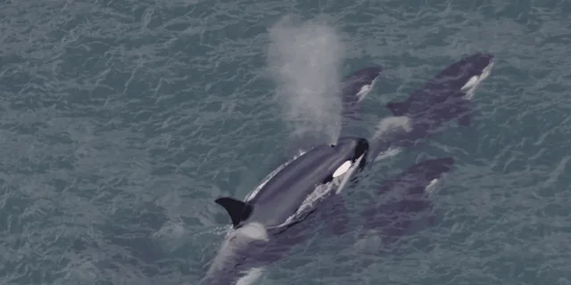 Hoonah Whale Watching and Drone Experience - Image 4