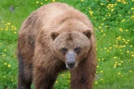 Sitka Totem Poles and Wildlife Tour thumbnail 3