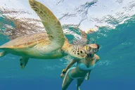 Oahu Snorkeling Adventure with Turtle and Water Scooter thumbnail 2