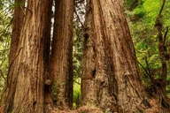 San Francisco Alcatraz and Muir Woods Tour thumbnail 1
