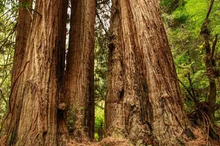 San Francisco Alcatraz and Muir Woods Tour