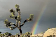 Joshua Tree National Park Scenic Tour thumbnail 2