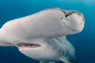 West Palm Beach Shark Snorkel Adventure thumbnail 4