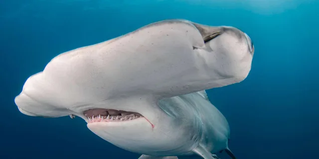 West Palm Beach Shark Snorkel Adventure - Image 4