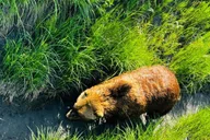 Seward to Anchorage Transit Tour with Wildlife Center thumbnail 5