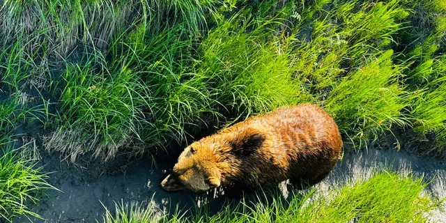 Seward to Anchorage Transit Tour with Wildlife Center - Image 5