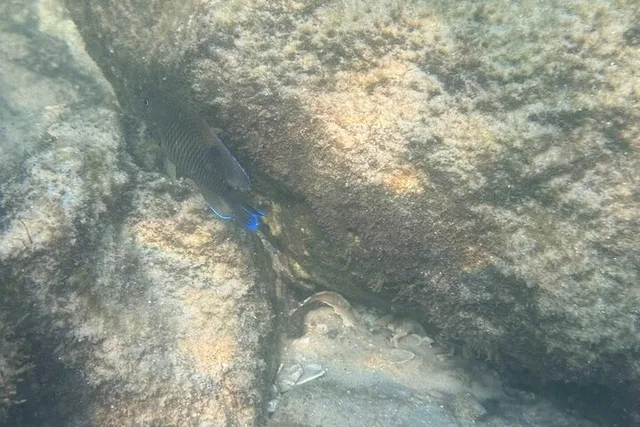 Orange Beach Snorkeling Excursion - Image 3