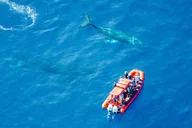 Maui Whale-Watching Raft Tour from Kihei thumbnail 2