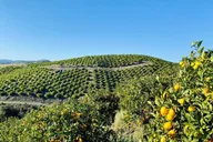 Sunmist Tangerine Farm U-Pick Experience thumbnail 4
