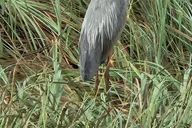 Miami Everglades Boat Tour with Transport thumbnail 5