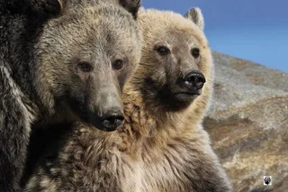 West Yellowstone Private Day Trips