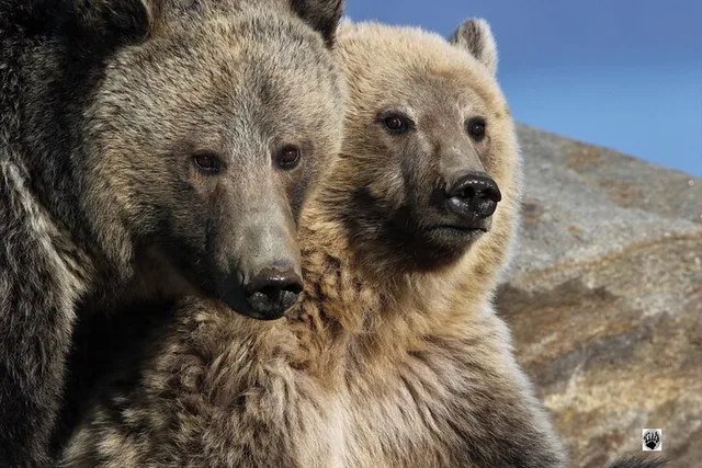 West Yellowstone Private Day Trips - Image 1