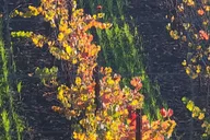 San Francisco Napa and Sonoma Private Wine Tour thumbnail 1