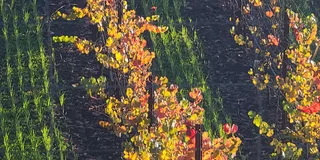 San Francisco Napa and Sonoma Private Wine Tour