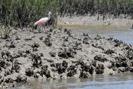 Amelia Island Kayak and Paddleboard Rentals thumbnail 5