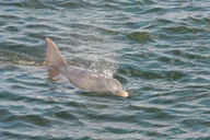 St. Augustine Dolphin Watching Harbor Tour thumbnail 3