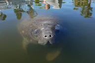 Cocoa Beach Mangrove Kayak Tour thumbnail 1