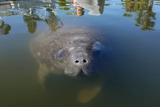 Cocoa Beach Mangrove Kayak Tour