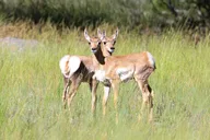 Yellowstone National Park Private Tour with Lunch thumbnail 5