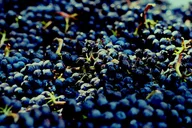 San Francisco Wine Country Private Tour 8 hr thumbnail 4
