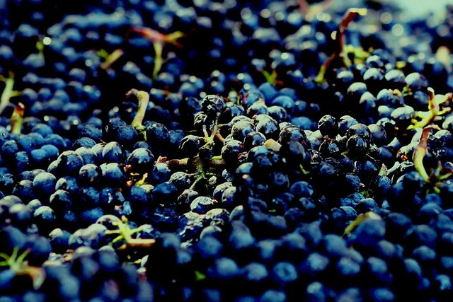 San Francisco Wine Country Private Tour 8 hr - Image 4