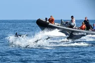 San Diego Whale and Dolphin Watching Experience thumbnail 6