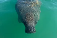Anna Maria Island Manatee Kayak Tour 2 hr thumbnail 3
