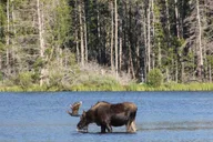 Estes Park Hiking and Bear Lake Corridor Tour thumbnail 5