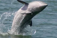 Folly Beach Dolphin Boat Tour to Morris Island thumbnail 1