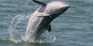 Folly Beach Dolphin Boat Tour to Morris Island