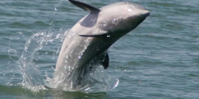 Folly Beach Dolphin Boat Tour to Morris Island - Image 1