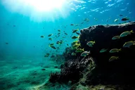 Key West Dolphin Watching and Snorkeling Adventure thumbnail 4
