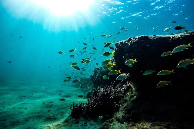 Key West Dolphin Watching and Snorkeling Adventure - Image 4