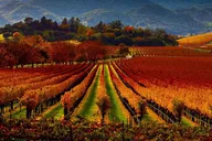 Napa Valley Wine Tour thumbnail 3