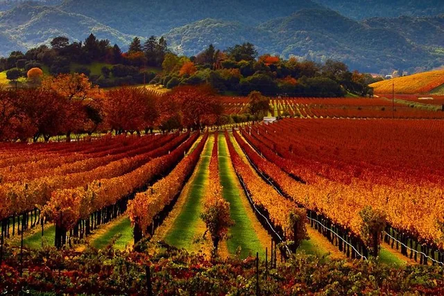 Napa Valley Wine Tour - Image 3