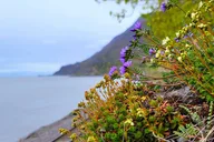 Whittier Wilderness and Wildlife Day Tour thumbnail 5