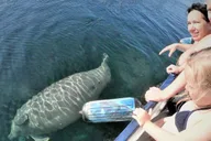 Crystal River Manatee Viewing Cruise 90 Min thumbnail 3