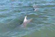Charleston Morris Island Boat Excursion thumbnail 4