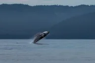 Hoonah Whale Watching Tour in Icy Strait thumbnail 1