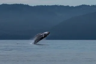 Hoonah Whale Watching Tour in Icy Strait