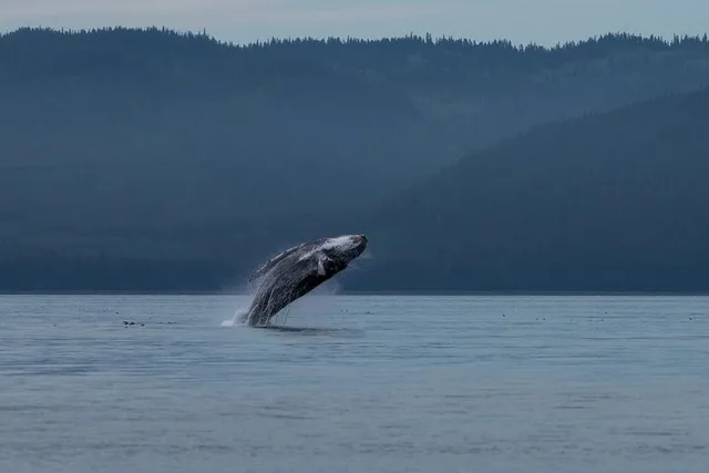 Hoonah Whale Watching Tour in Icy Strait - Image 1