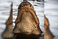 Everglades Immersion Tour thumbnail 3