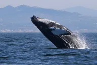 Oceanside Dolphin & Whale Watching Tour 2 hr thumbnail 5