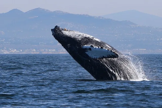 Oceanside Dolphin & Whale Watching Tour 2 hr - Image 5