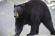 Anchorage Glacier and Wildlife Discovery Tour thumbnail 2