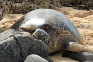 Oahu Circle Island Tour with Pickup thumbnail 2