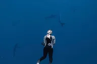 Oahu Shark Diving and Snorkeling thumbnail 4