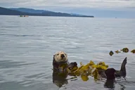 Kachemak Bay Wildlife Tour thumbnail 3