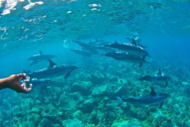Kona Snorkeling Tour in Kealakekua Bay 4 hr - Image 6